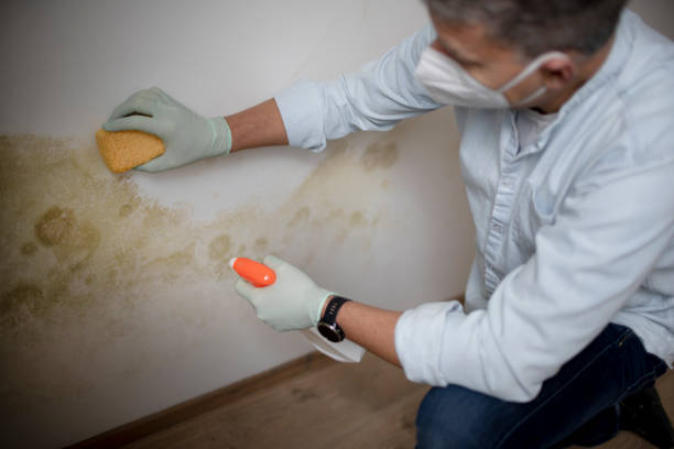 Best Crawl Space Mold Remediation in Milford, NJ