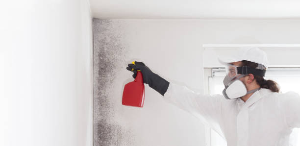 Best Mold Testing and Inspection Services in Milford, NJ