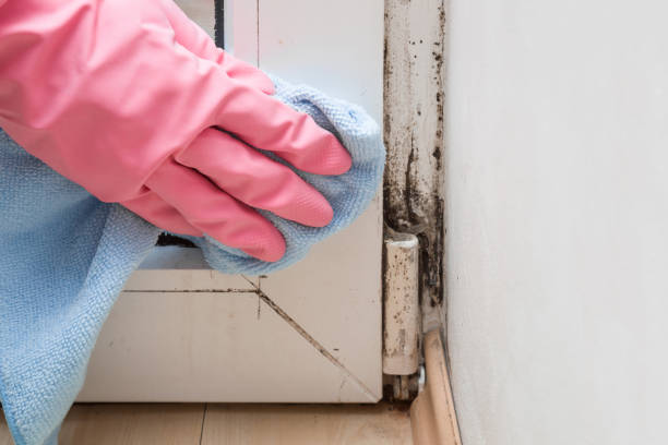 Best Attic Mold Remediation in Milford, NJ